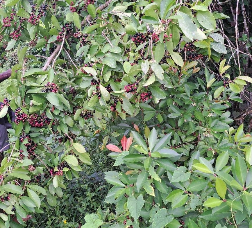 Sixth image of Lot 84 Grange Hill in Grange Hill, Portland, Jamaica - property is For Sale