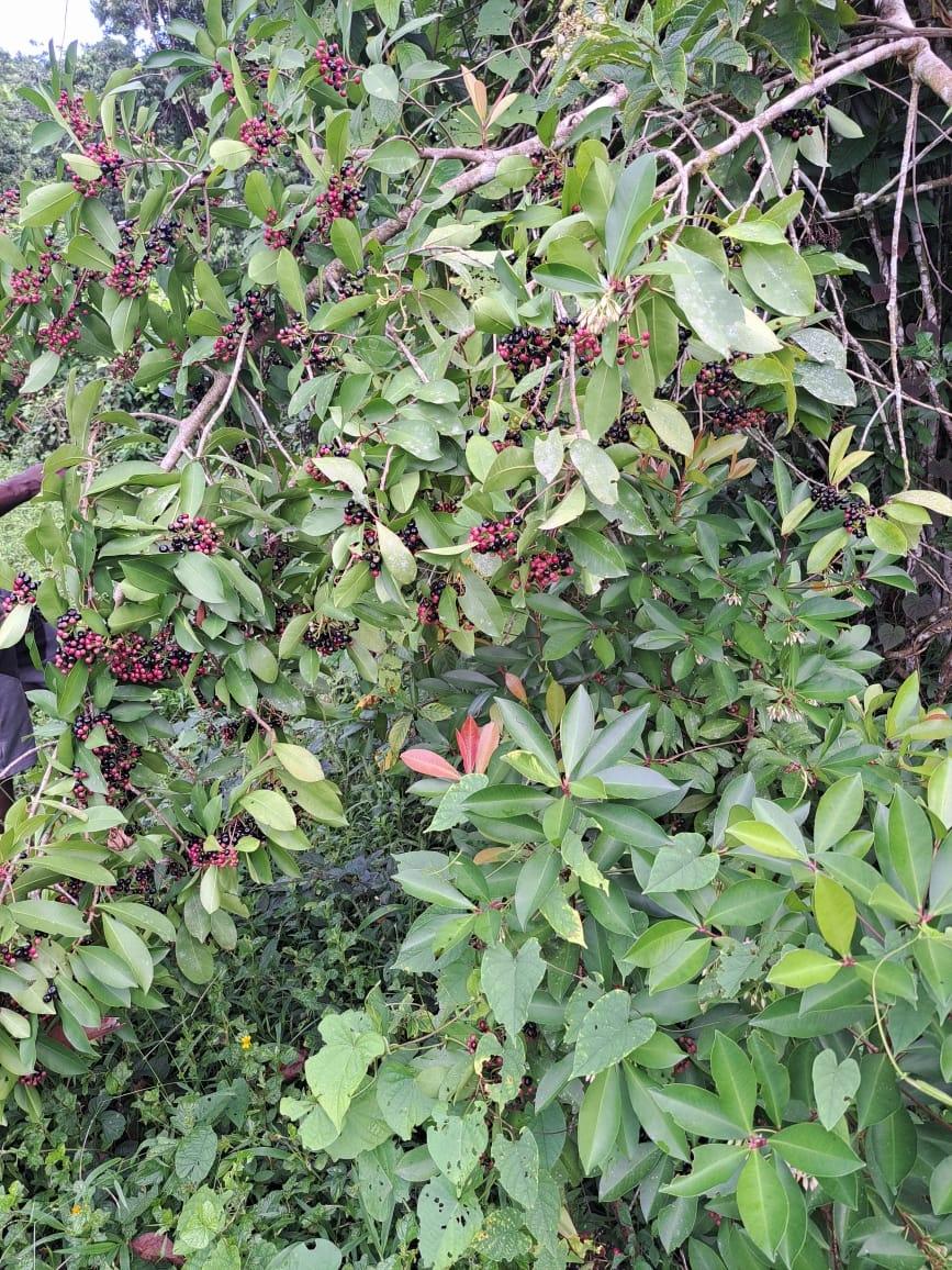 Sixth image of Lot 84 Grange Hill in Grange Hill, Portland, Jamaica - property is For Sale