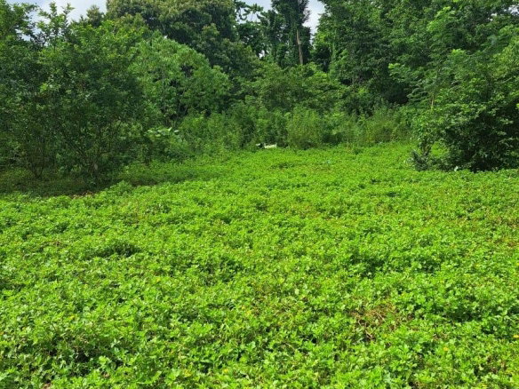 First image of Lot 84 Grange Hill in Grange Hill, Portland, Jamaica - property is For Sale