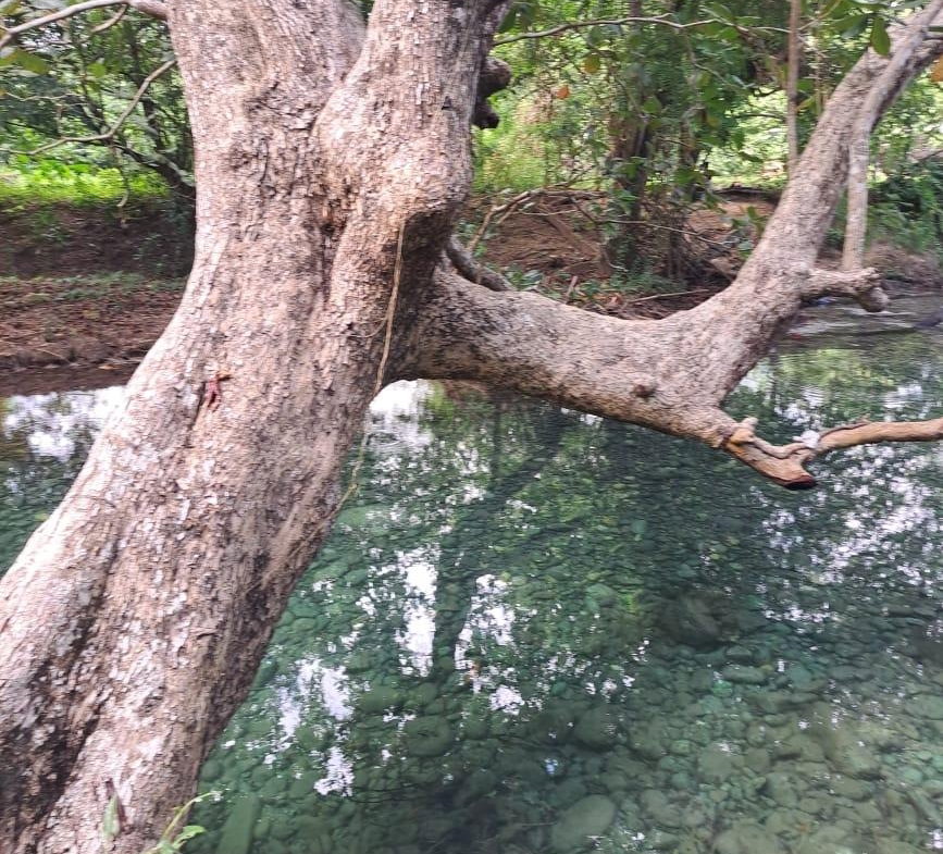 Seventh image of Lot 84 Grange Hill in Grange Hill, Portland, Jamaica - property is For Sale