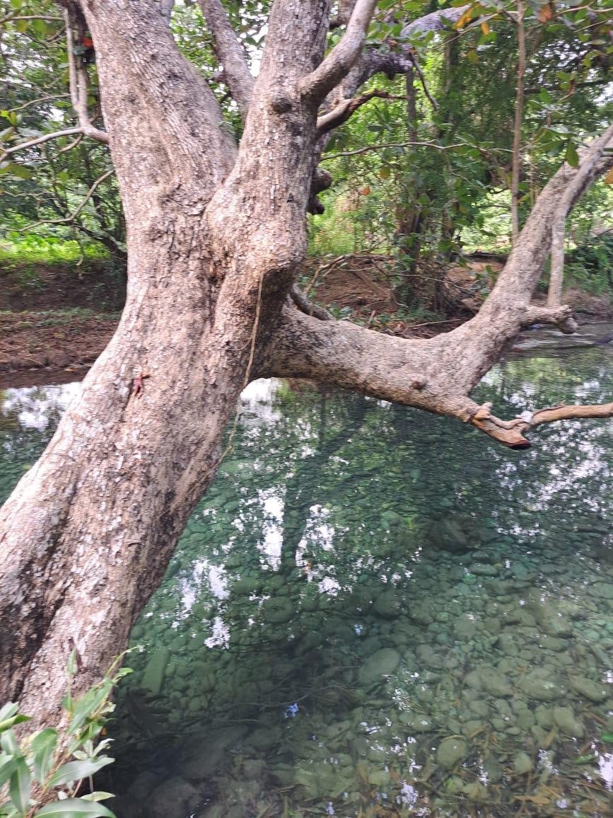 Seventh image of Lot 84 Grange Hill in Grange Hill, Portland, Jamaica - property is For Sale