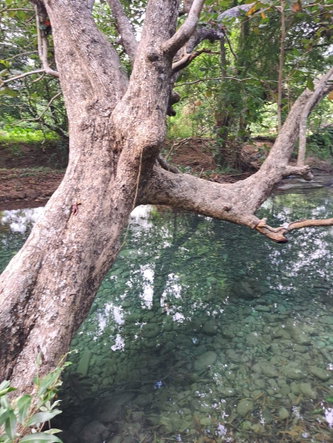 Seventh image of Lot 84 Grange Hill in Grange Hill, Portland, Jamaica - property is For Sale