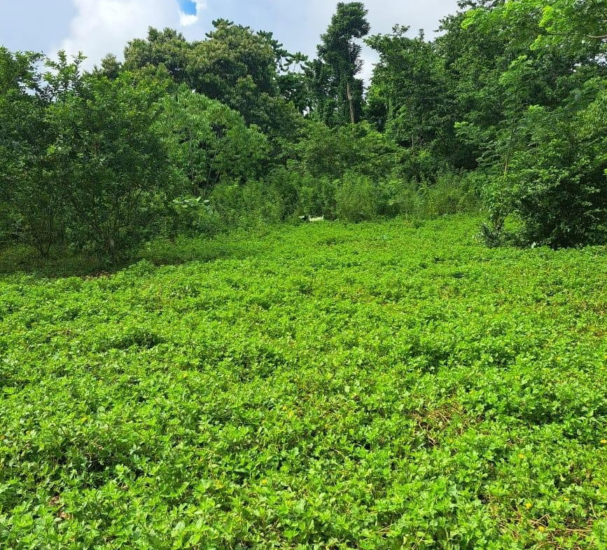 First image of Lot 84 Grange Hill in Grange Hill, Portland, Jamaica - property is For Sale