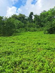 First image of Lot 84 Grange Hill in Grange Hill, Portland, Jamaica - property is For Sale