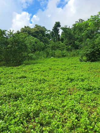 First image of Lot 84 Grange Hill in Grange Hill, Portland, Jamaica - property is For Sale