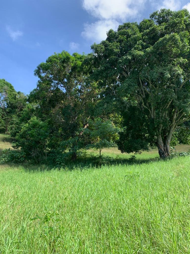 42-Acres-Development-Land-for-Sale-in-Discovery-Bay-St.-Ann Sixth image of 1 Hopewell, Bridgewater Dis in Discovery Bay, St. Ann, Jamaica - property is For Sale