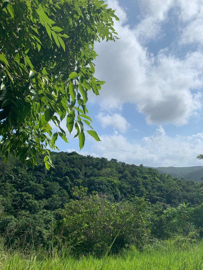 42-Acres-Development-Land-for-Sale-in-Discovery-Bay-St.-Ann Seventh image of 1 Hopewell, Bridgewater Dis in Discovery Bay, St. Ann, Jamaica - property is For Sale