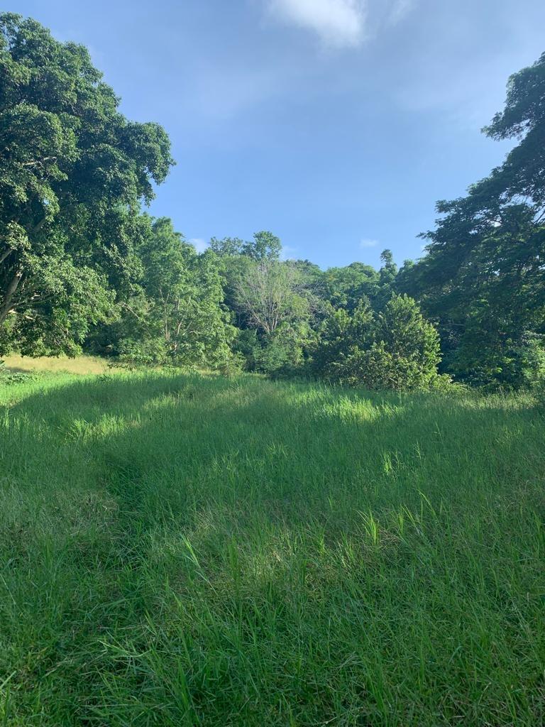 42-Acres-Development-Land-for-Sale-in-Discovery-Bay-St.-Ann Ninth image of 1 Hopewell, Bridgewater Dis in Discovery Bay, St. Ann, Jamaica - property is For Sale