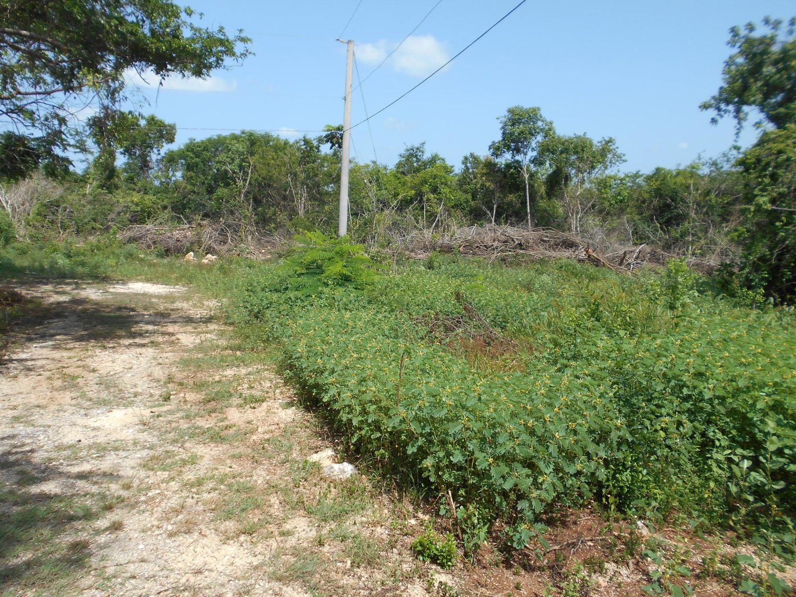 Fifth image of Rosewell District Clarend in May Pen, Clarendon, Jamaica - property is For Sale