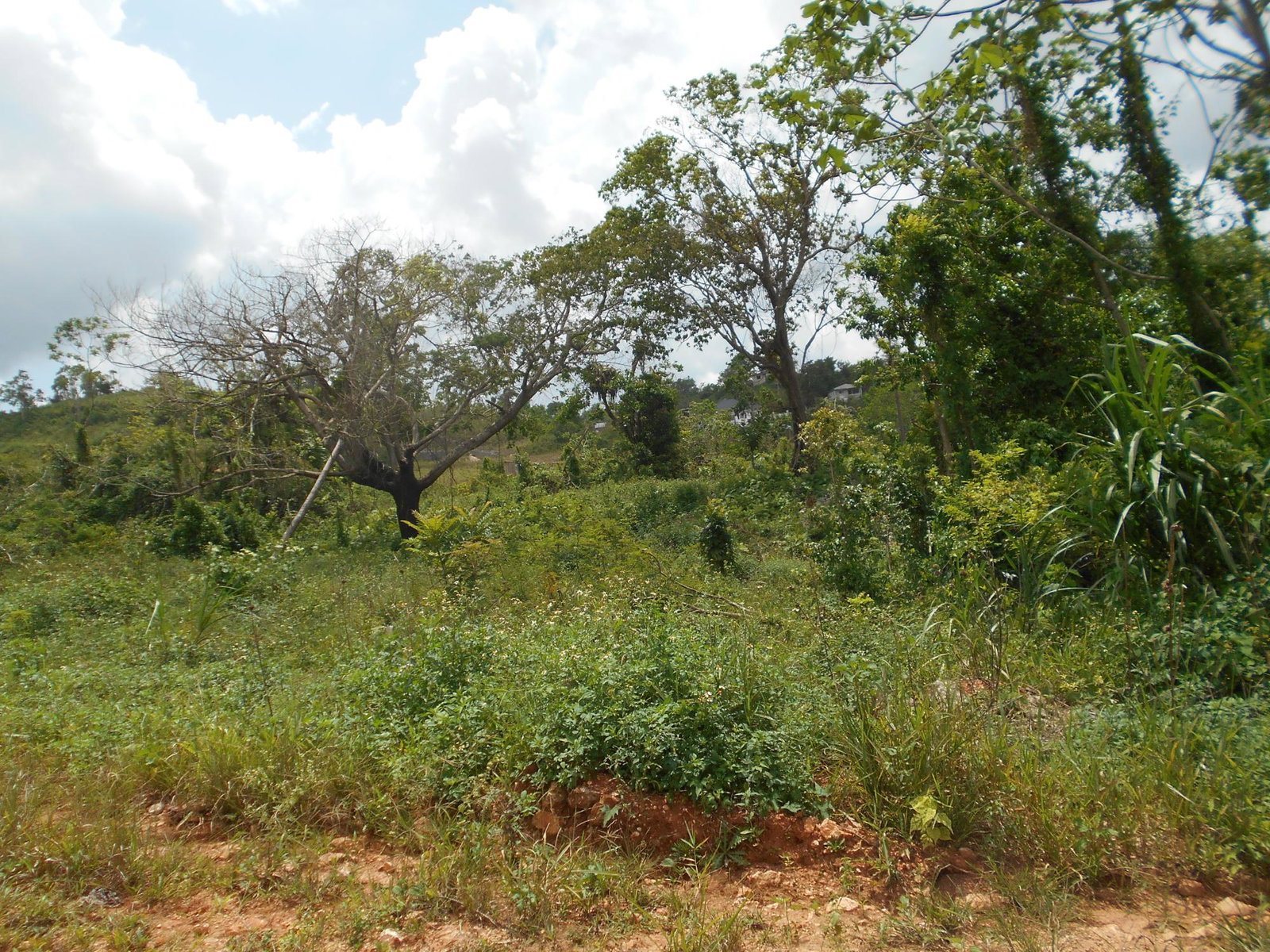 Tenth image of Rosewell District Clarend in May Pen, Clarendon, Jamaica - property is For Sale
