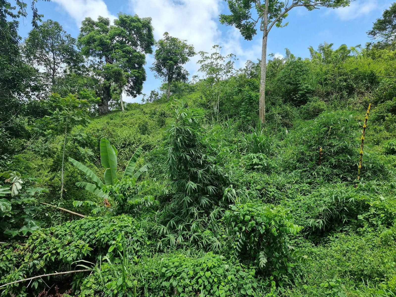 Fourth image of Moreland, Guys Hill, St. Catherine in GUYS HILL, St. Catherine, Jamaica - property is For Sale