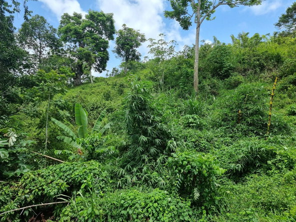 Fourth image of Moreland, Guys Hill, St. Catherine in GUYS HILL, St. Catherine, Jamaica - property is For Sale