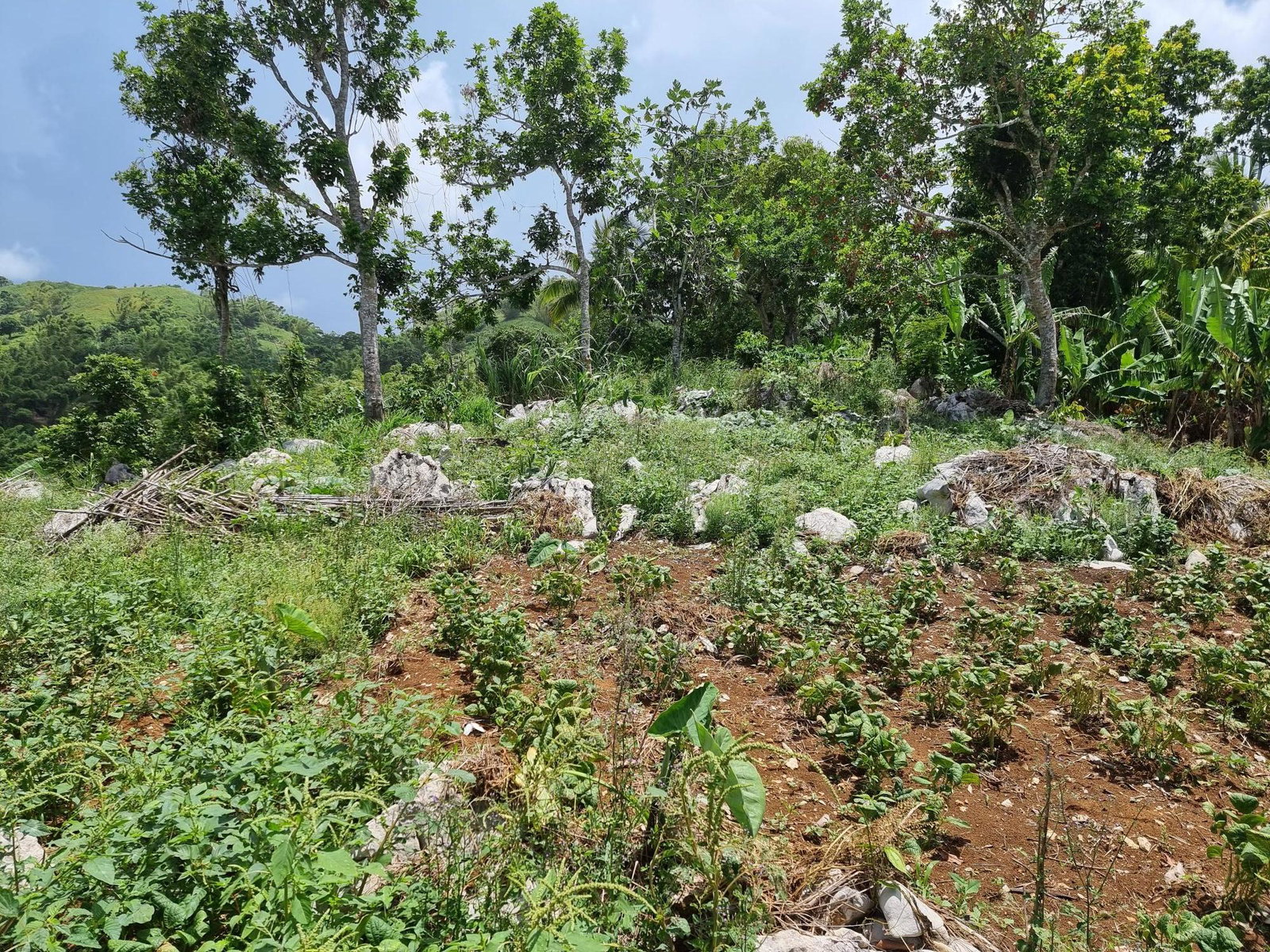Sixth image of Moreland, Guys Hill, St. Catherine in GUYS HILL, St. Catherine, Jamaica - property is For Sale