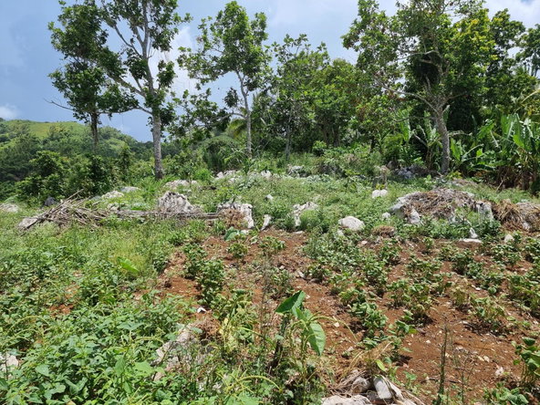 Sixth image of Moreland, Guys Hill, St. Catherine in GUYS HILL, St. Catherine, Jamaica - property is For Sale