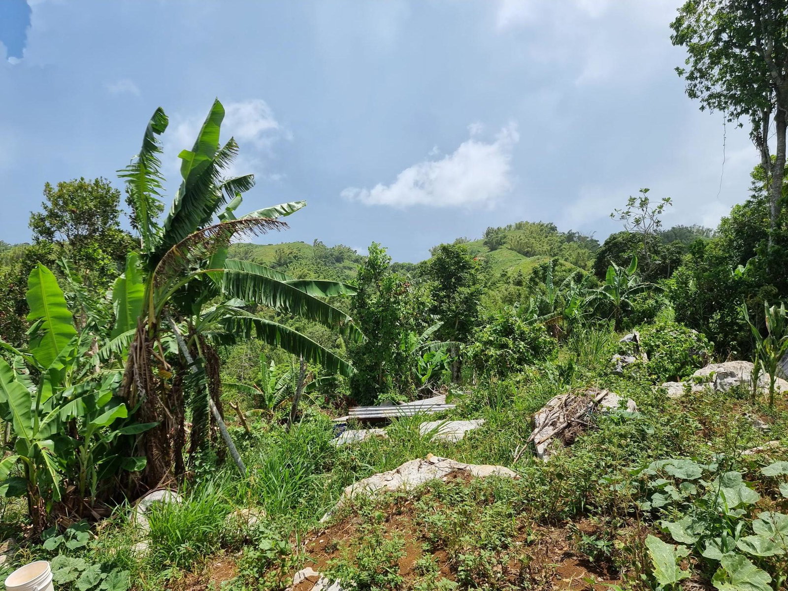 Seventh image of Moreland, Guys Hill, St. Catherine in GUYS HILL, St. Catherine, Jamaica - property is For Sale