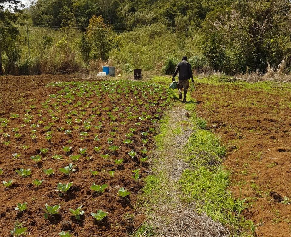 8.42-Acres-Residential-Development-Land-for-Sale-in-Southfield-St.-Ann Sixteenth image of Southfield in Runaway Bay, St. Ann, Jamaica - property is For Sale