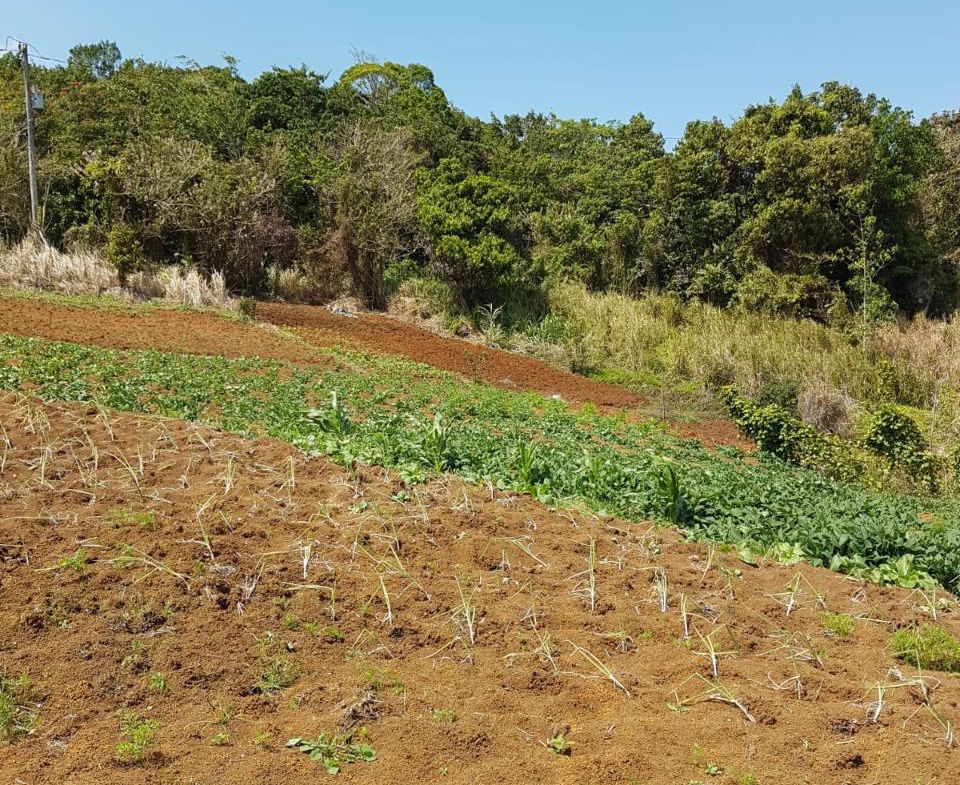 8.42-Acres-Residential-Development-Land-for-Sale-in-Southfield-St.-Ann Seventeenth image of Southfield in Runaway Bay, St. Ann, Jamaica - property is For Sale