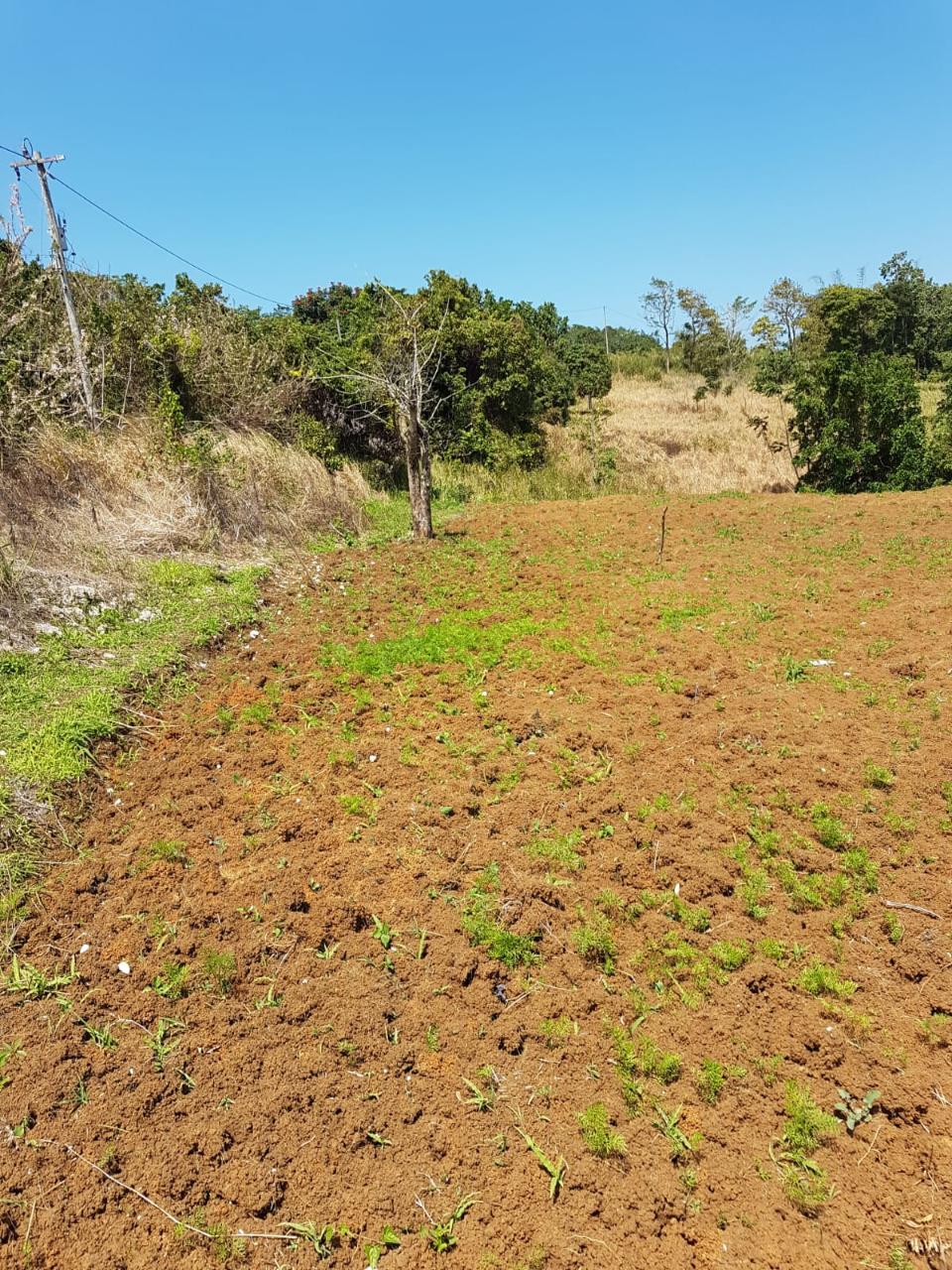 8.42-Acres-Residential-Development-Land-for-Sale-in-Southfield-St.-Ann Eighteenth image of Southfield in Runaway Bay, St. Ann, Jamaica - property is For Sale