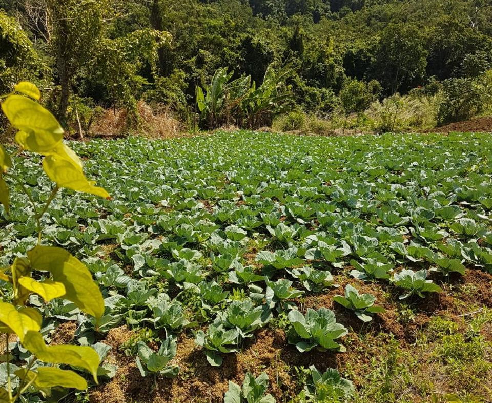 8.42-Acres-Residential-Development-Land-for-Sale-in-Southfield-St.-Ann Nineteenth image of Southfield in Runaway Bay, St. Ann, Jamaica - property is For Sale