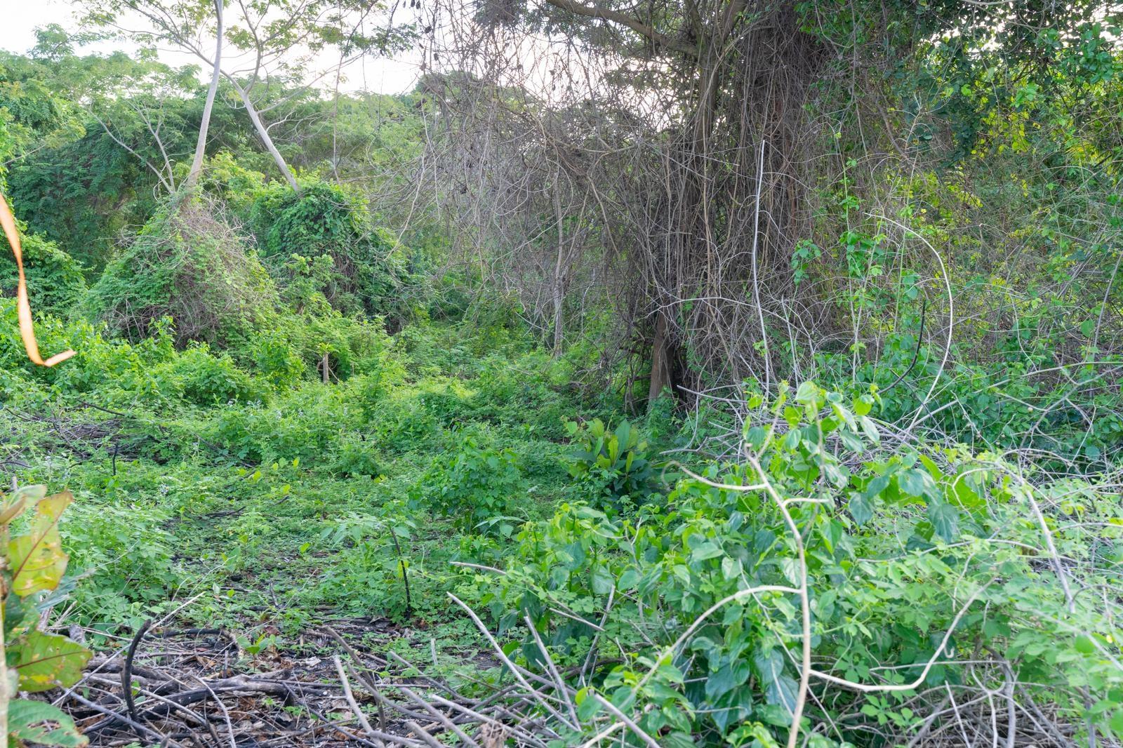 Beachfront-Lots-for-Sale-in-Portland-Jamaica-Your-Dream-Home-Awaits Thirteenth image of Hermitage Farm in Hope Bay, Portland, Jamaica - property is For Sale