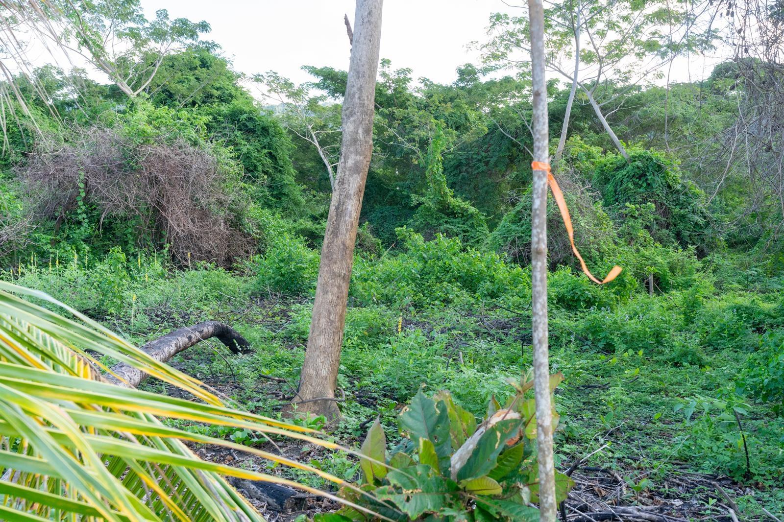 Beachfront-Lots-for-Sale-in-Portland-Jamaica-Your-Dream-Home-Awaits Eighth image of Hermitage Farm in Hope Bay, Portland, Jamaica - property is For Sale