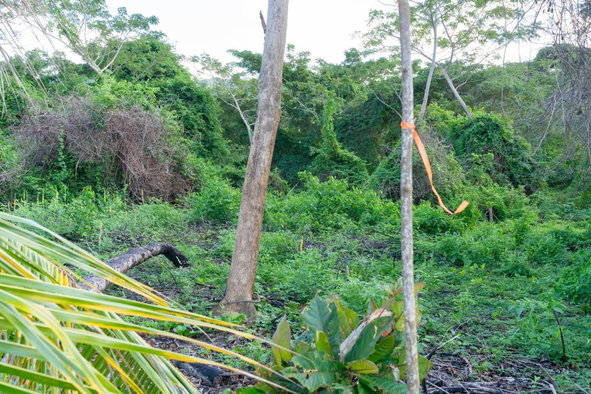 Eighth image of Hermitage Farm in Hope Bay, Portland, Jamaica - property is For Sale