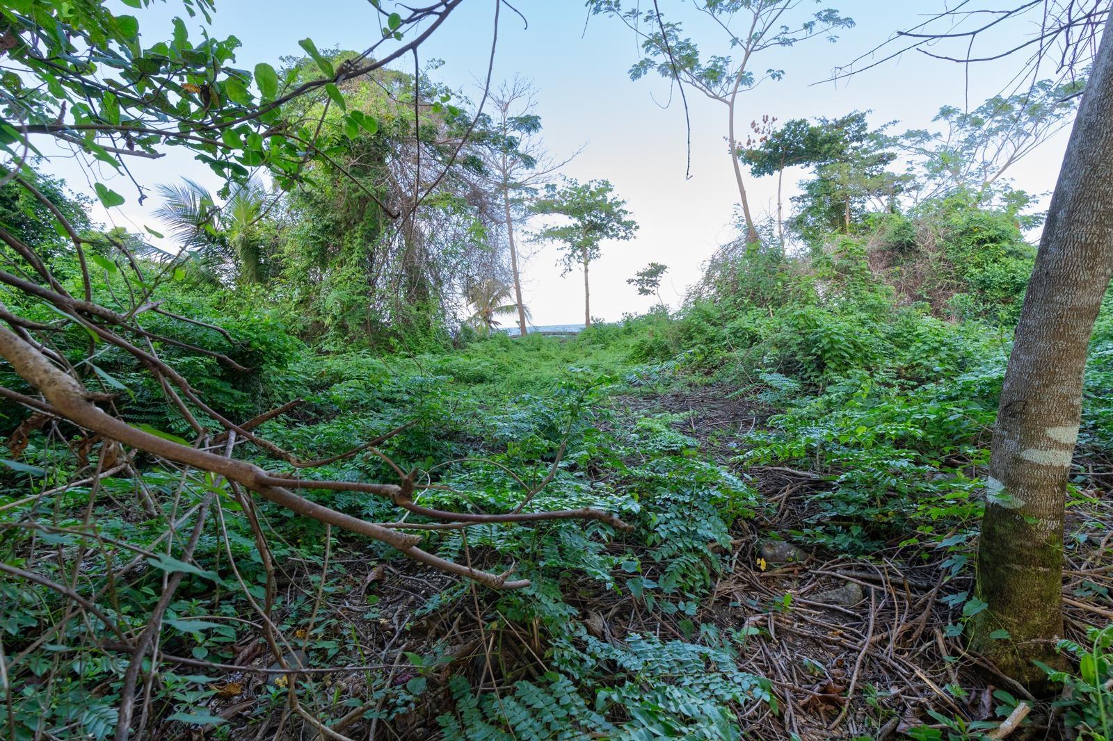 Beachfront-Lots-for-Sale-in-Portland-Jamaica-Your-Dream-Home-Awaits Ninth image of Hermitage Farm in Hope Bay, Portland, Jamaica - property is For Sale
