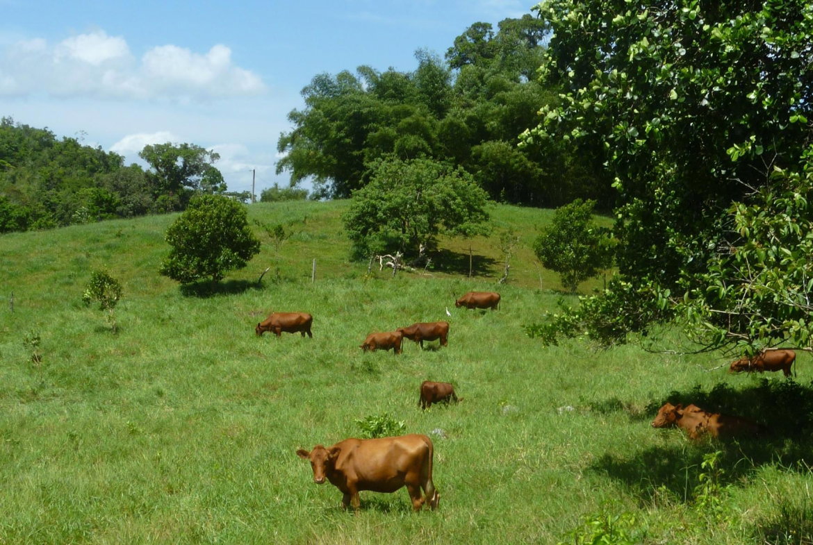 Sixth image of Bromley a3 in Walkerswood, St. Ann, Jamaica - property is For Sale
