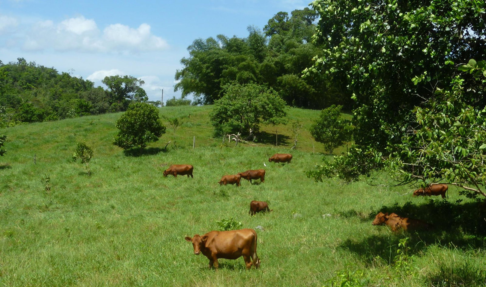 Sixth image of Bromley a3 in Walkerswood, St. Ann, Jamaica - property is For Sale