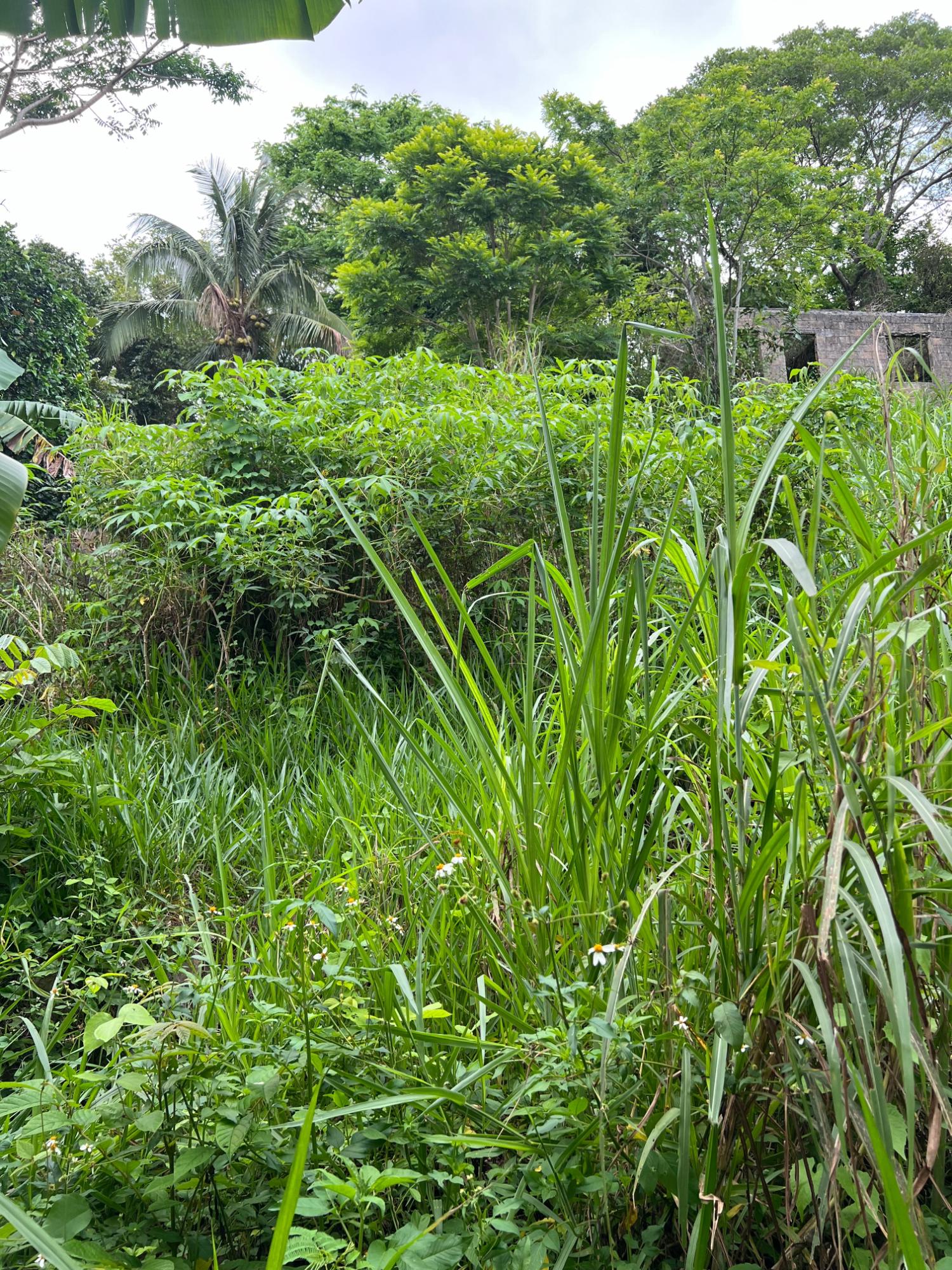 Second image of 30 Greys Hill, Mandeville in Mandeville, Manchester, Jamaica - property is For Sale