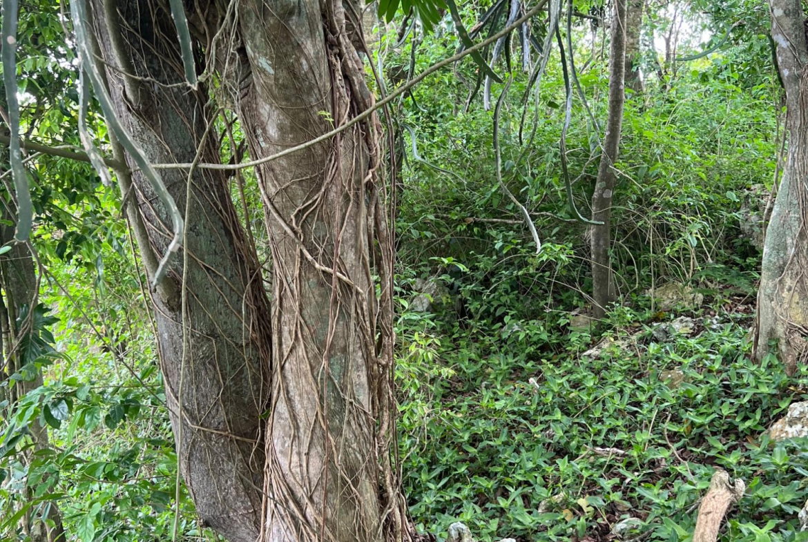 Eleventh image of 30 Greys Hill, Mandeville in Mandeville, Manchester, Jamaica - property is For Sale