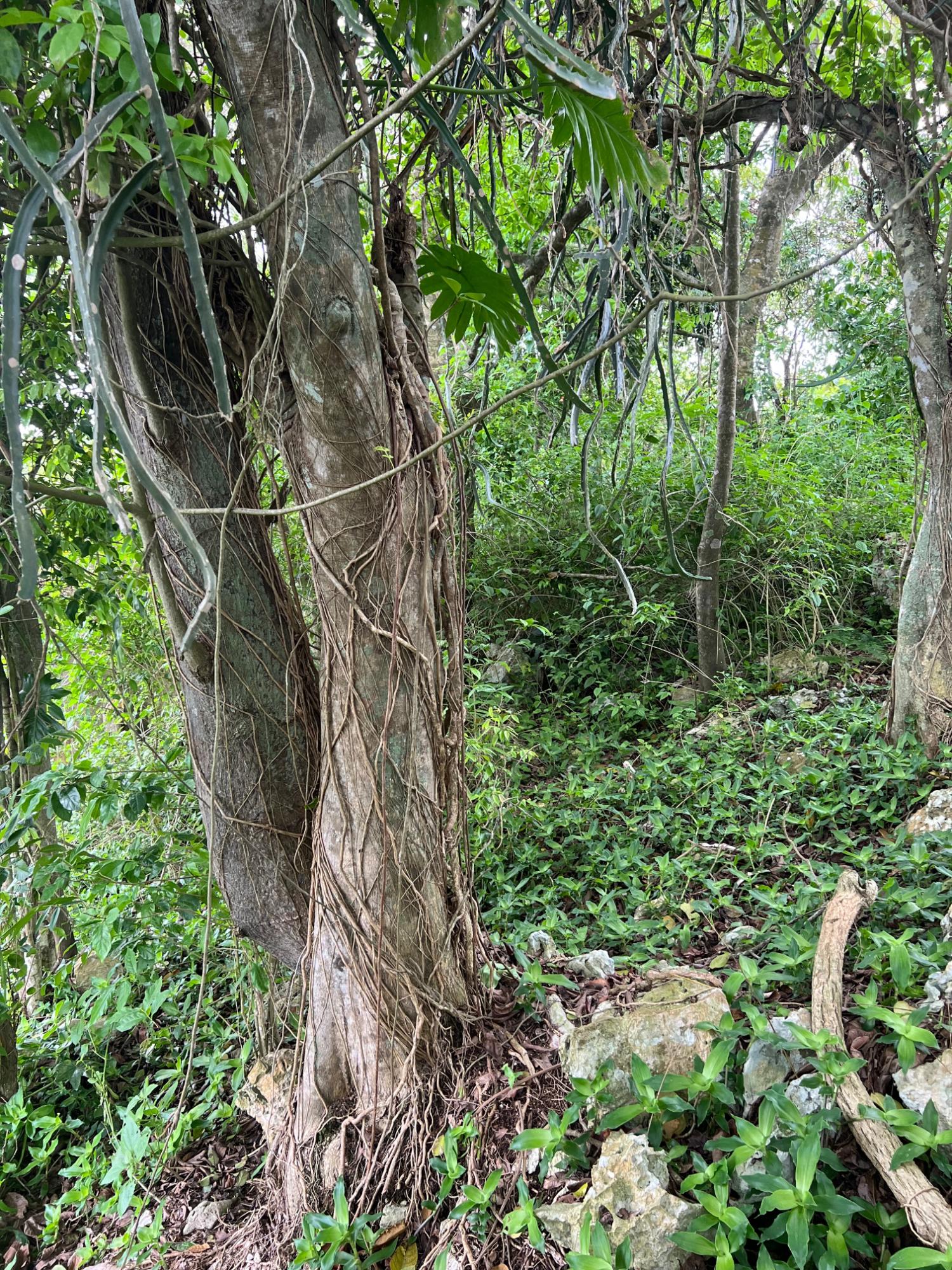 Eleventh image of 30 Greys Hill, Mandeville in Mandeville, Manchester, Jamaica - property is For Sale