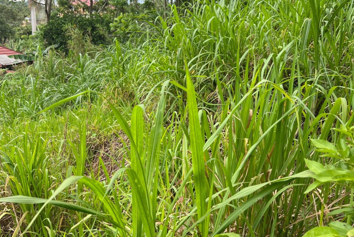 Twelfth image of 30 Greys Hill, Mandeville in Mandeville, Manchester, Jamaica - property is For Sale