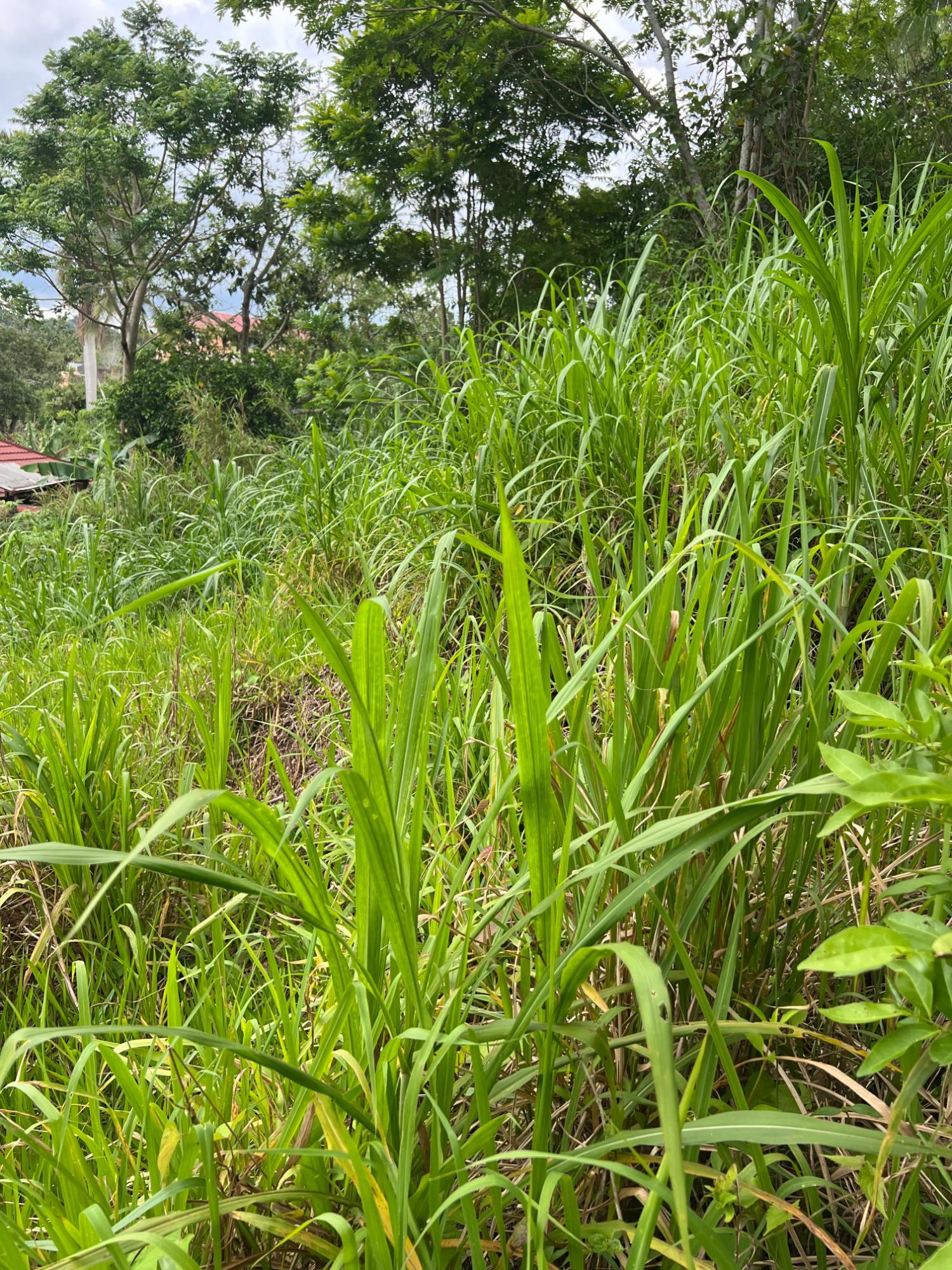 Twelfth image of 30 Greys Hill, Mandeville in Mandeville, Manchester, Jamaica - property is For Sale