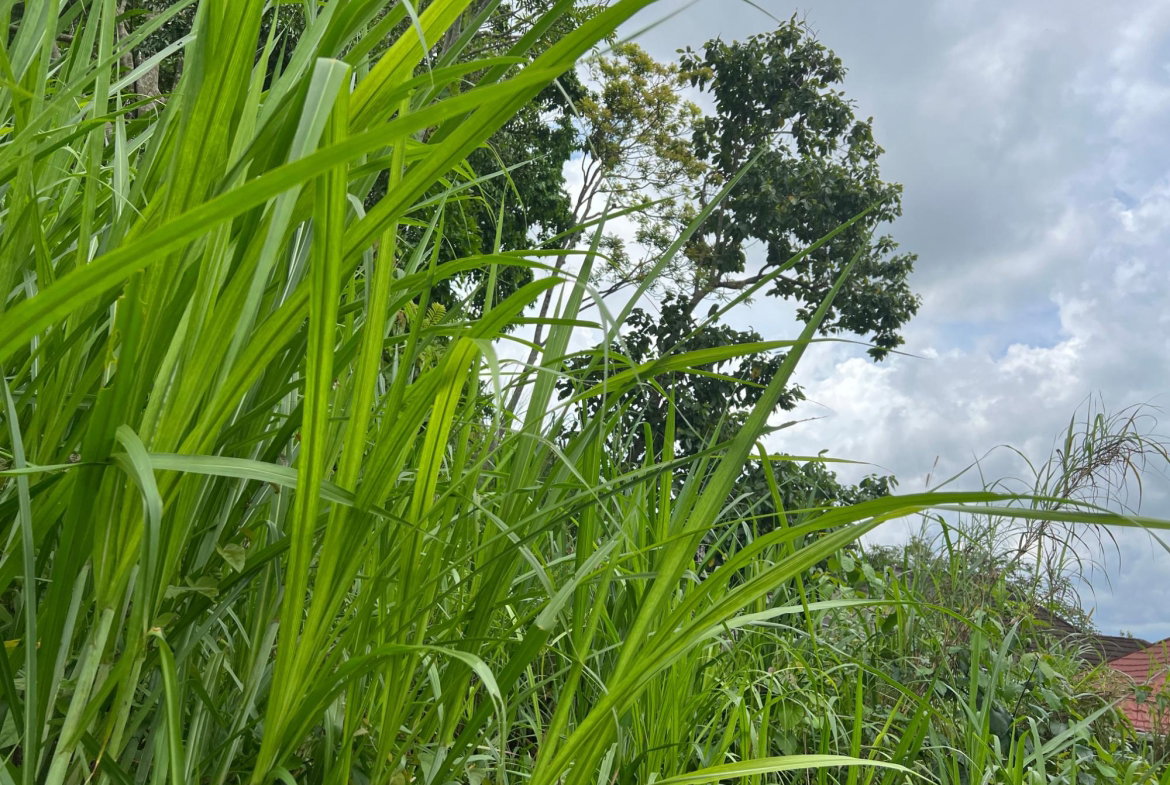 Thirteenth image of 30 Greys Hill, Mandeville in Mandeville, Manchester, Jamaica - property is For Sale