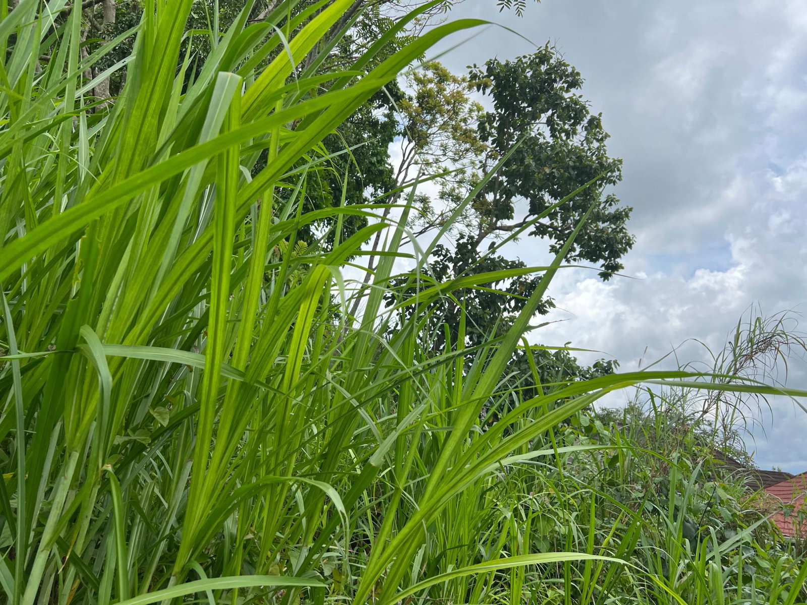 Thirteenth image of 30 Greys Hill, Mandeville in Mandeville, Manchester, Jamaica - property is For Sale