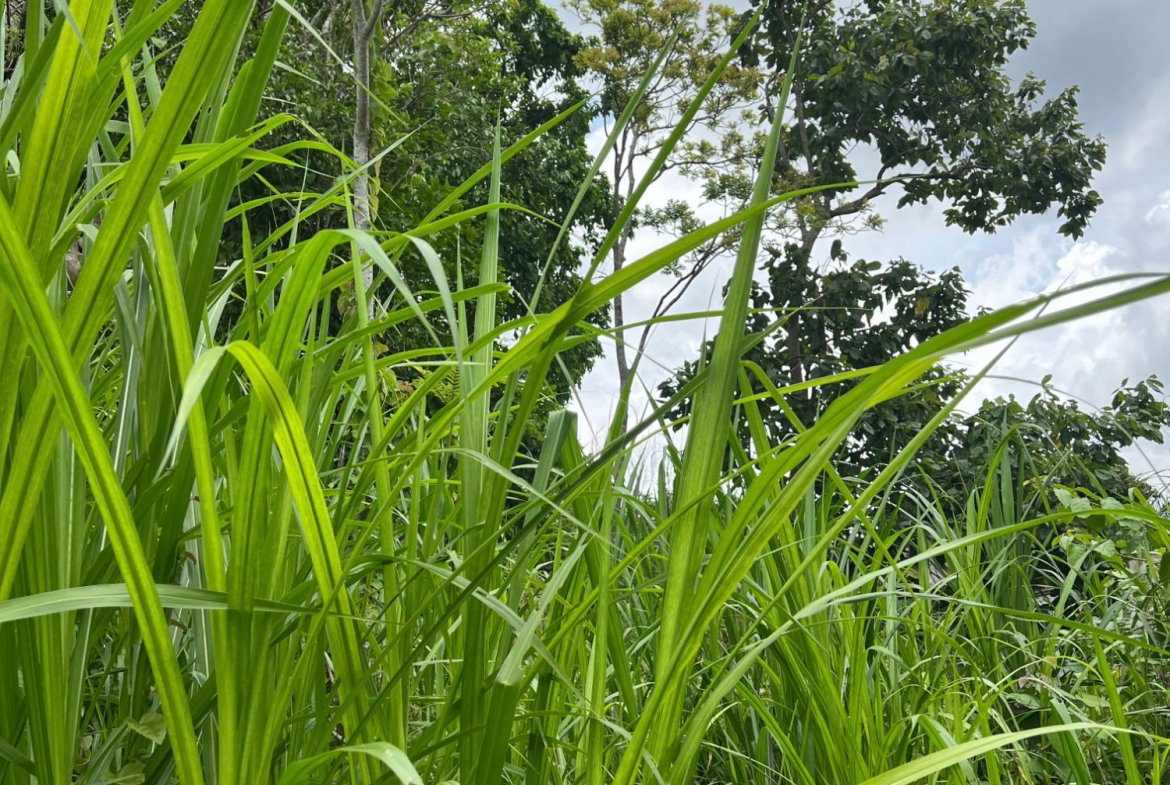 Fourteenth image of 30 Greys Hill, Mandeville in Mandeville, Manchester, Jamaica - property is For Sale