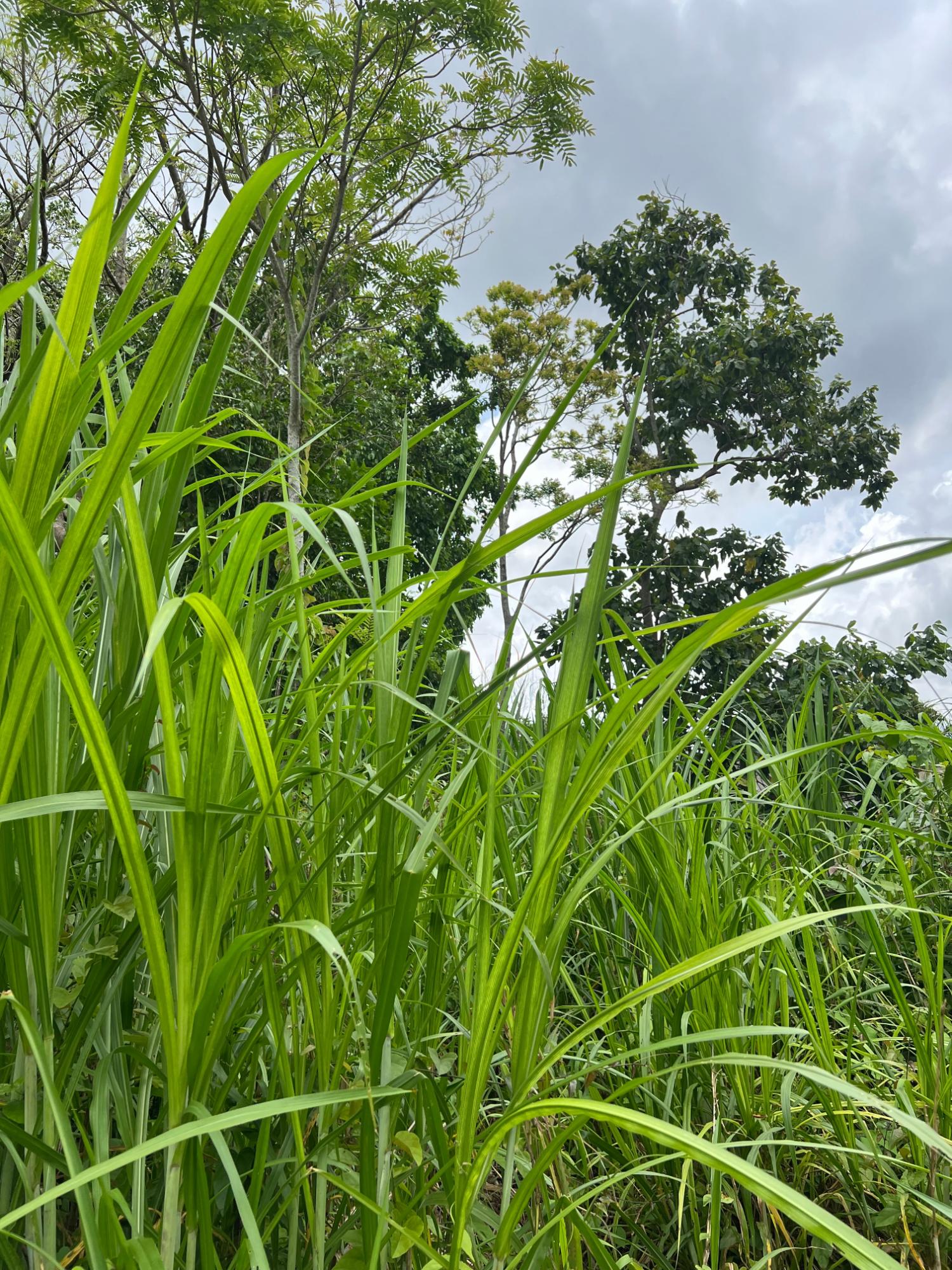 Fourteenth image of 30 Greys Hill, Mandeville in Mandeville, Manchester, Jamaica - property is For Sale