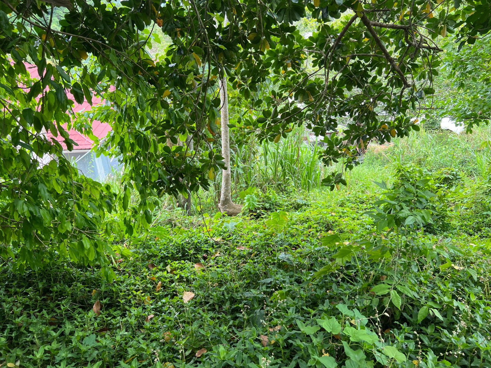 Twenty-Fourth image of 30 Greys Hill, Mandeville in Mandeville, Manchester, Jamaica - property is For Sale