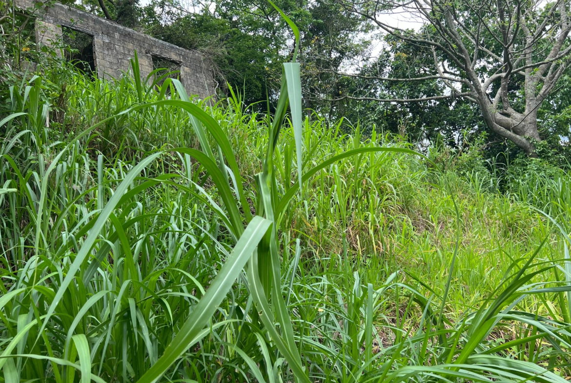 Twenty-Sixth image of 30 Greys Hill, Mandeville in Mandeville, Manchester, Jamaica - property is For Sale