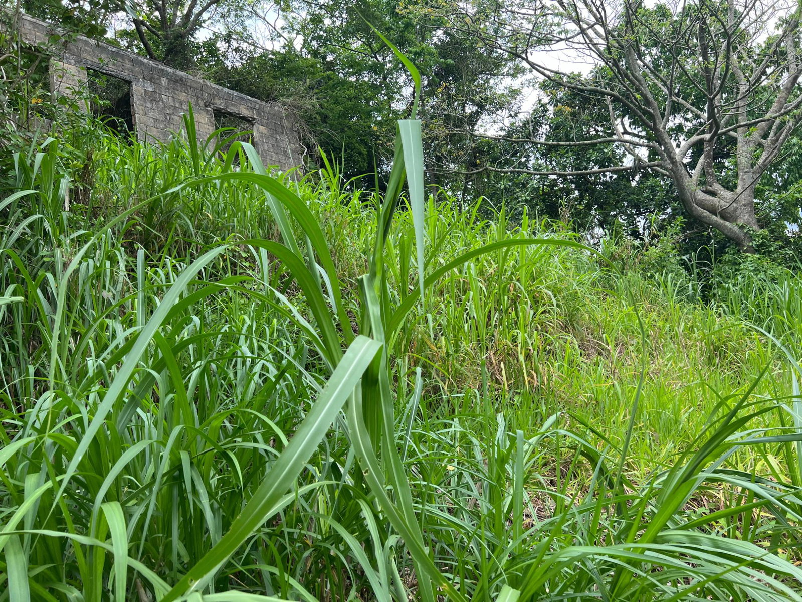 Twenty-Sixth image of 30 Greys Hill, Mandeville in Mandeville, Manchester, Jamaica - property is For Sale