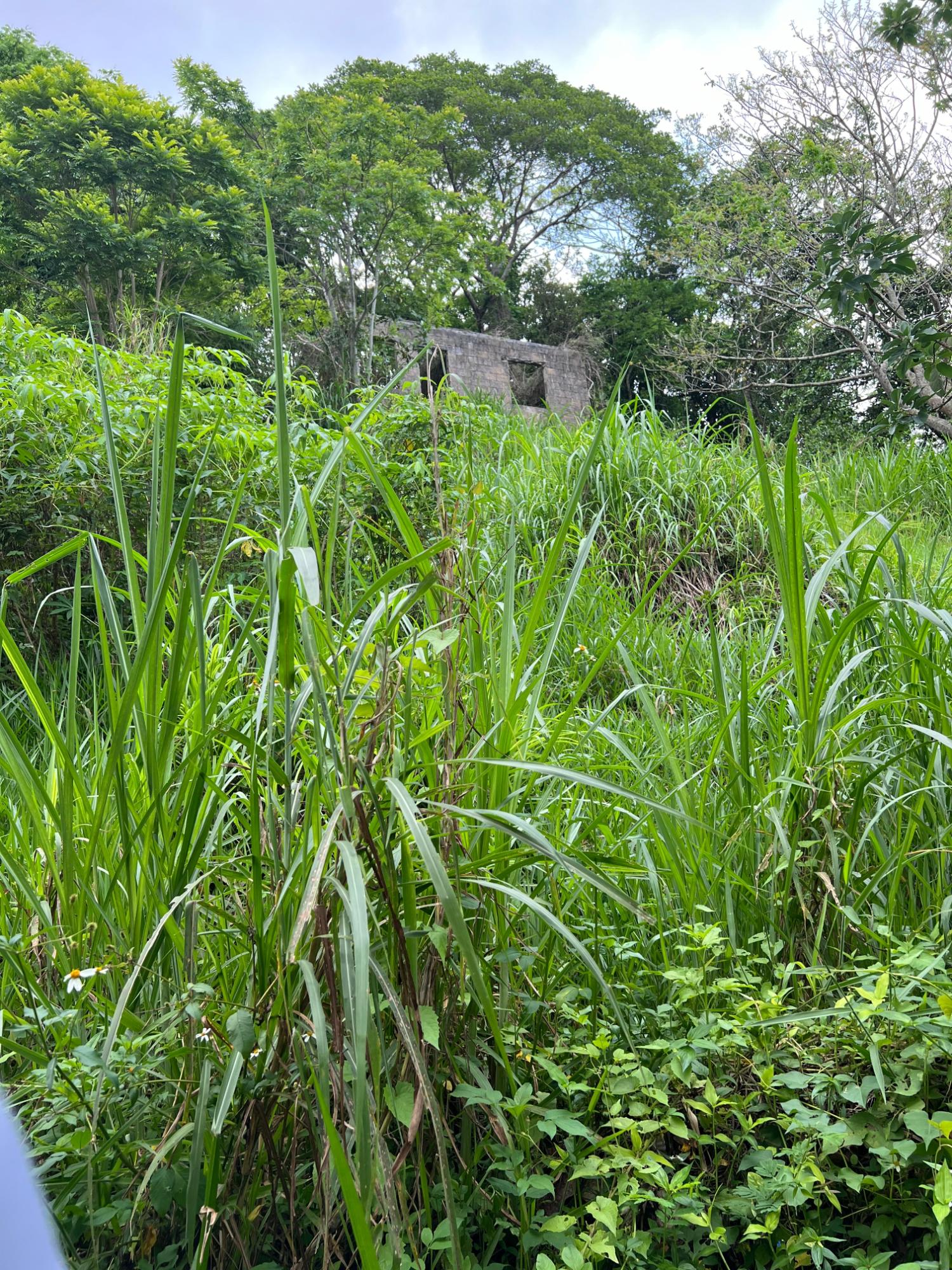 Fourth image of 30 Greys Hill, Mandeville in Mandeville, Manchester, Jamaica - property is For Sale