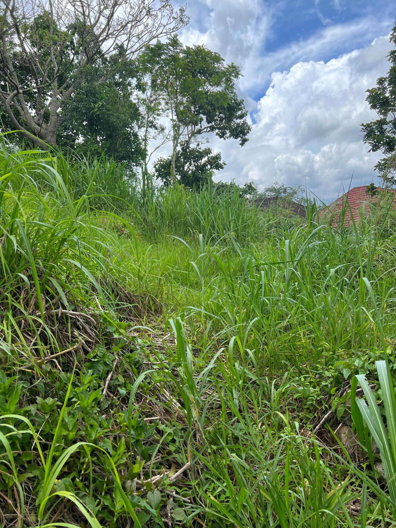 Fifth image of 30 Greys Hill, Mandeville in Mandeville, Manchester, Jamaica - property is For Sale