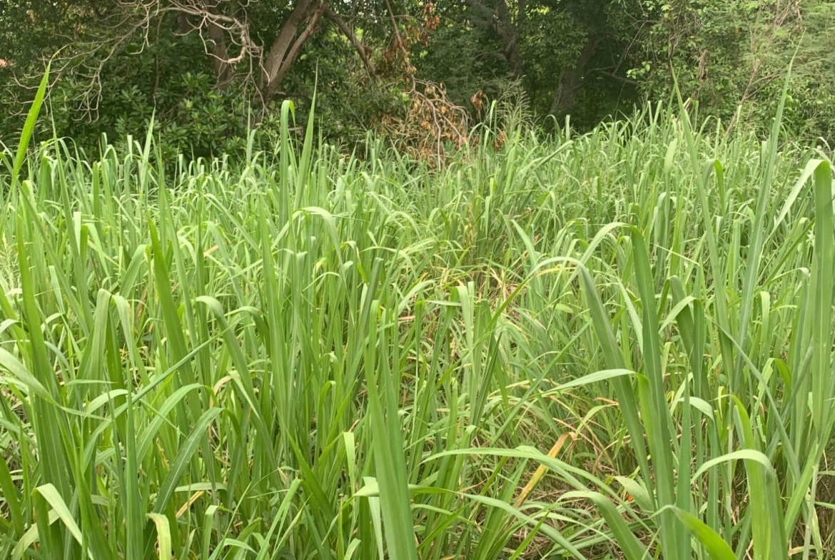 Eleventh image of Lot 117-10 St. Rose Drive, Green Acr in Green Acres, St. Catherine, Jamaica - property is For Sale