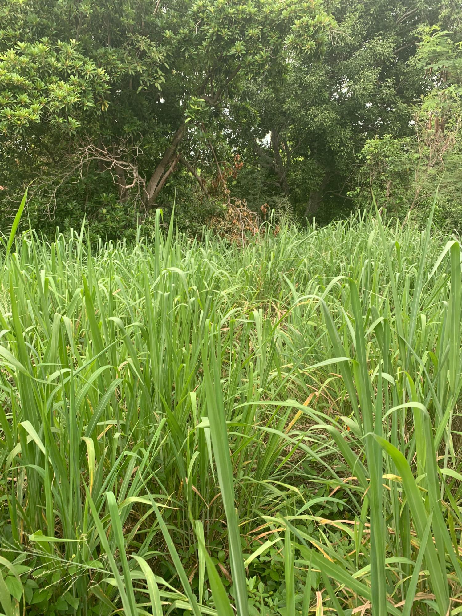Eleventh image of Lot 117-10 St. Rose Drive, Green Acr in Green Acres, St. Catherine, Jamaica - property is For Sale