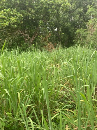 Eleventh image of Lot 117-10 St. Rose Drive, Green Acr in Green Acres, St. Catherine, Jamaica - property is For Sale