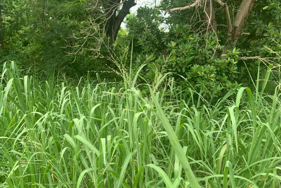 Twelfth image of Lot 117-10 St. Rose Drive, Green Acr in Green Acres, St. Catherine, Jamaica - property is For Sale