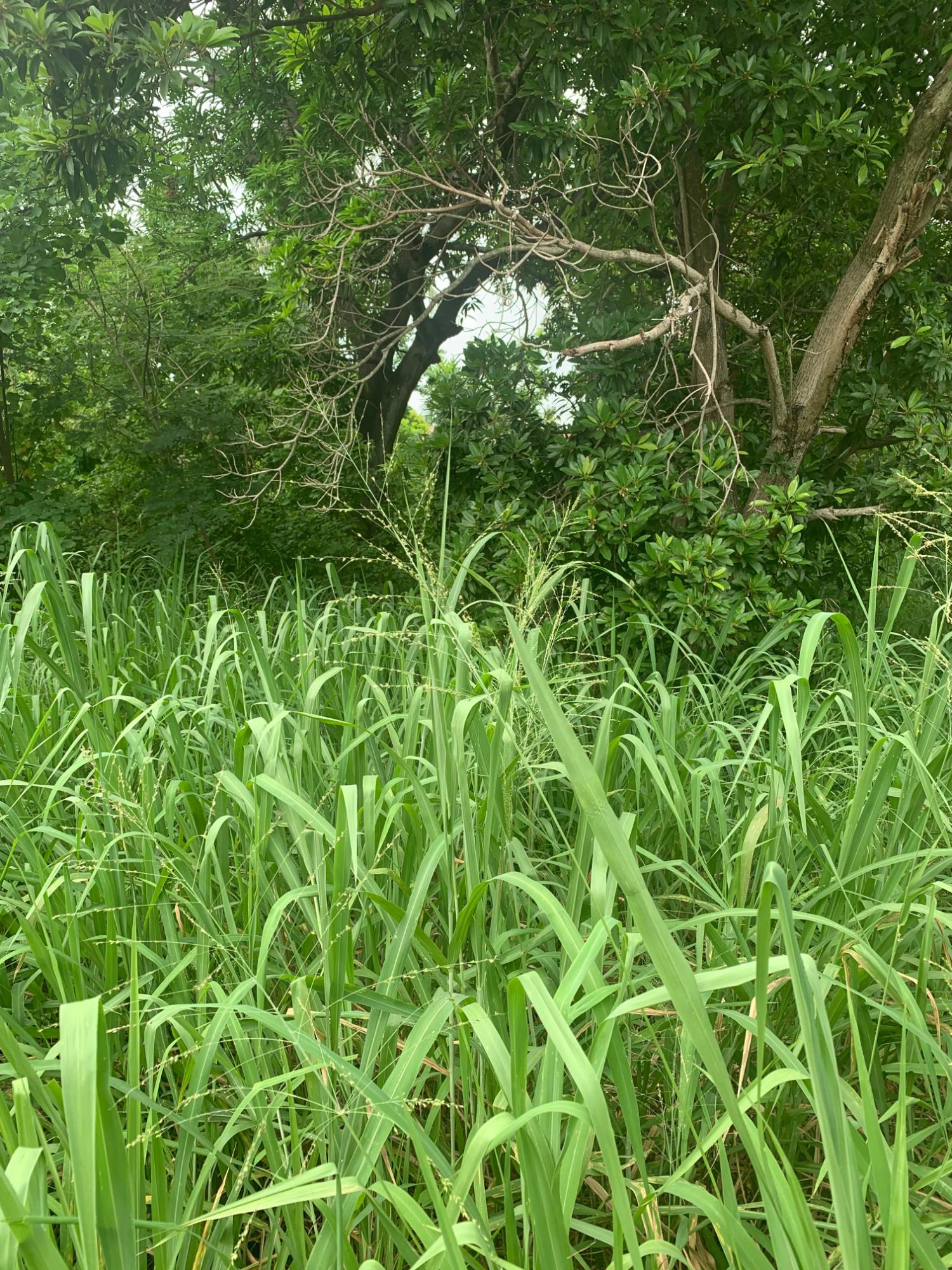 Twelfth image of Lot 117-10 St. Rose Drive, Green Acr in Green Acres, St. Catherine, Jamaica - property is For Sale