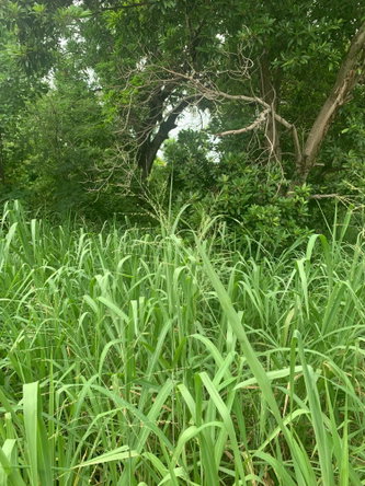 Twelfth image of Lot 117-10 St. Rose Drive, Green Acr in Green Acres, St. Catherine, Jamaica - property is For Sale