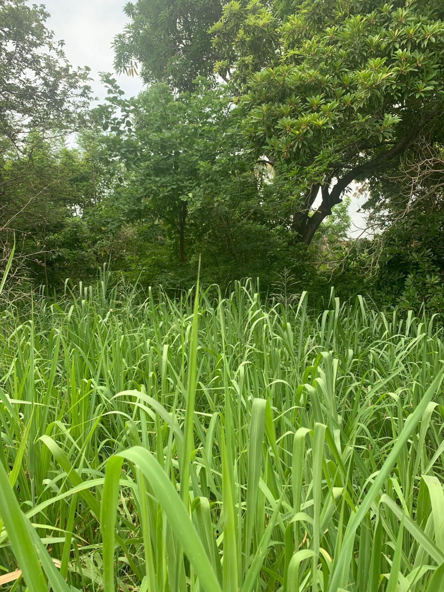 Thirteenth image of Lot 117-10 St. Rose Drive, Green Acr in Green Acres, St. Catherine, Jamaica - property is For Sale